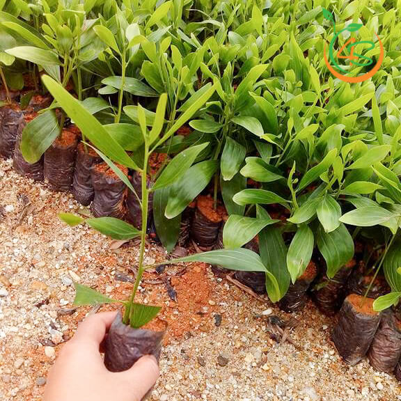 500 gram hạt giống keo lai