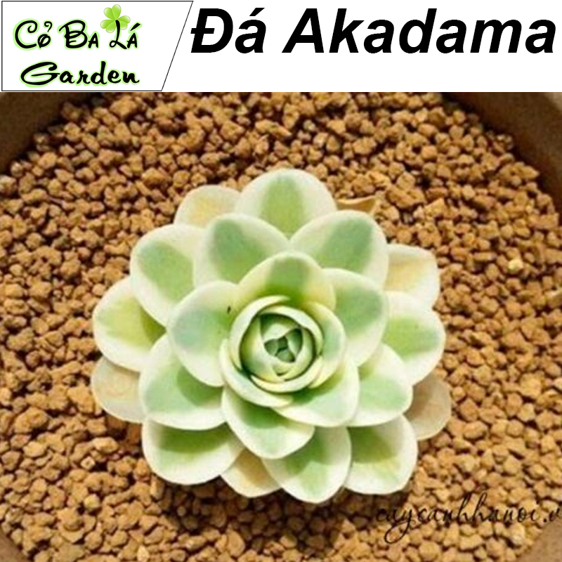Đá Akadama Nhật Bản (500gr - size 1-3mn)