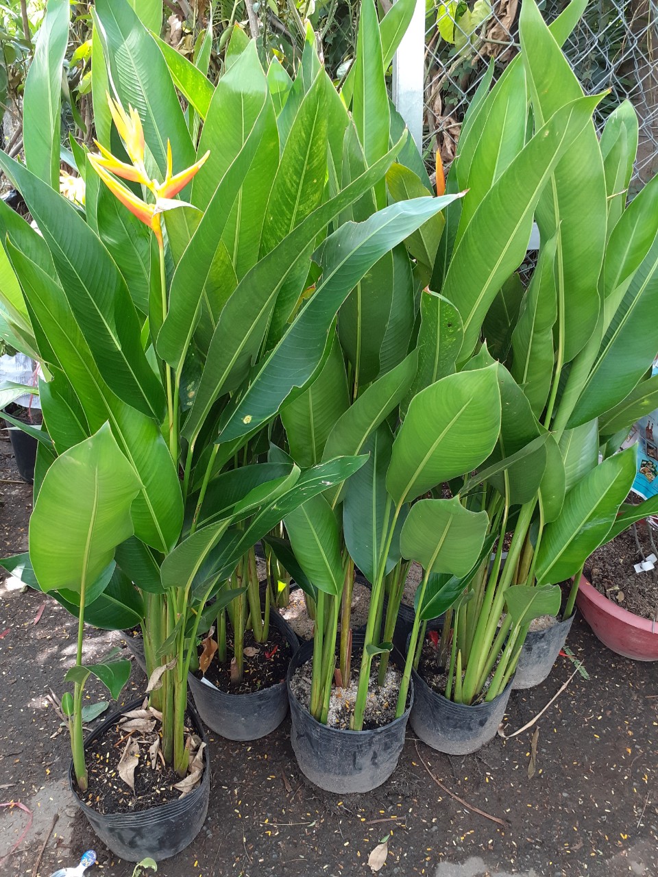 1 chậu hoa HOA THIÊN ĐIỂU giống