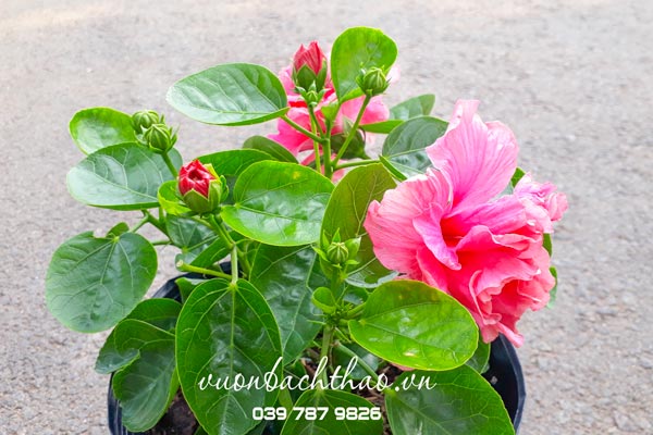 Cây Bông Bụt Thái Kép (Cây bông bụp thái kép) có hoa đẹp