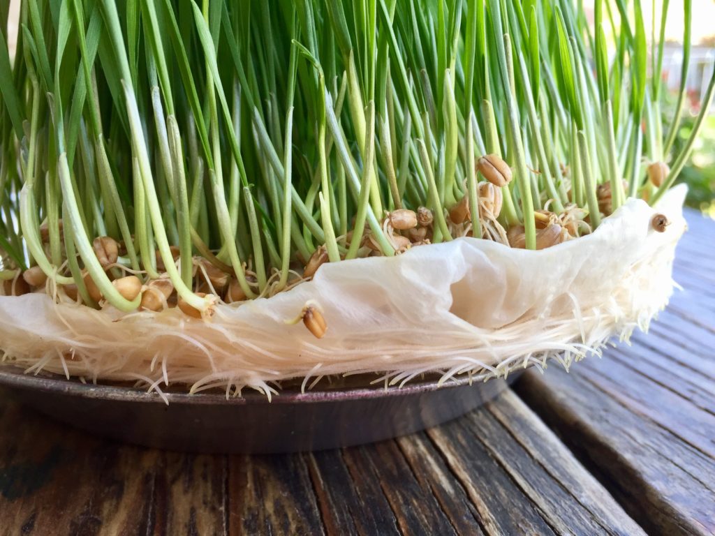 HẠT CỎ LÚA MÌ (CỎ MÈO) 500G - DỄ TRỒNG , DỄ CHĂM SÓC