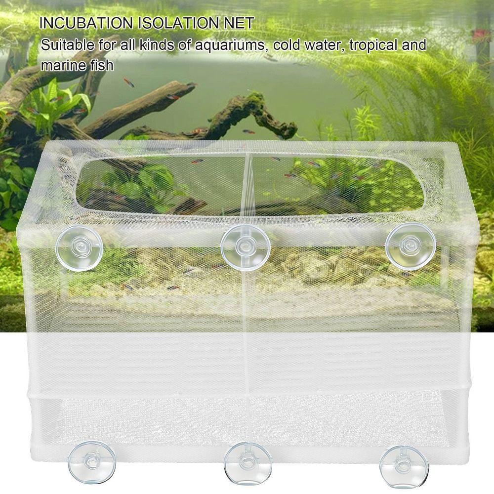 Fish Separation With Suction Cup Aquarium Fish Breeder Box With ...