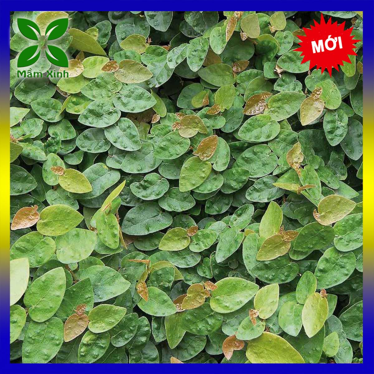Cây Thằn Lằn (Cây Vảy Ốc bám tường) Mầm Xinh