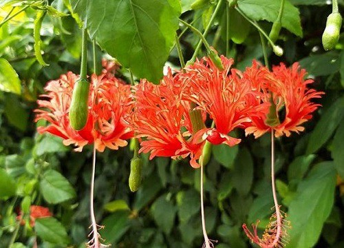 Cây giống hoa dâm bụt lồng đèn cổ