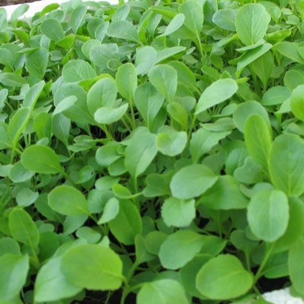 Hạt Giống Cải Trắng Ăn Non (20gr)