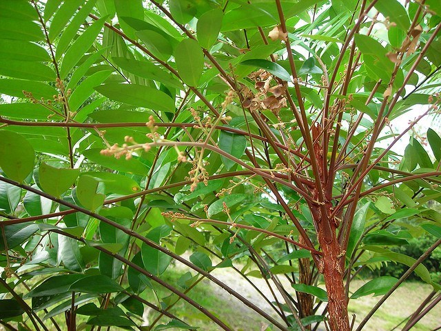 Rễ mật nhân cắt lát khô hút chân không