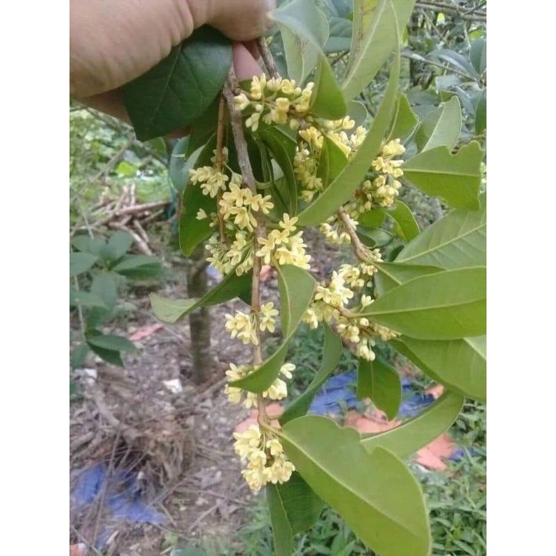 cây giống Mộc hương ta hoa vàng