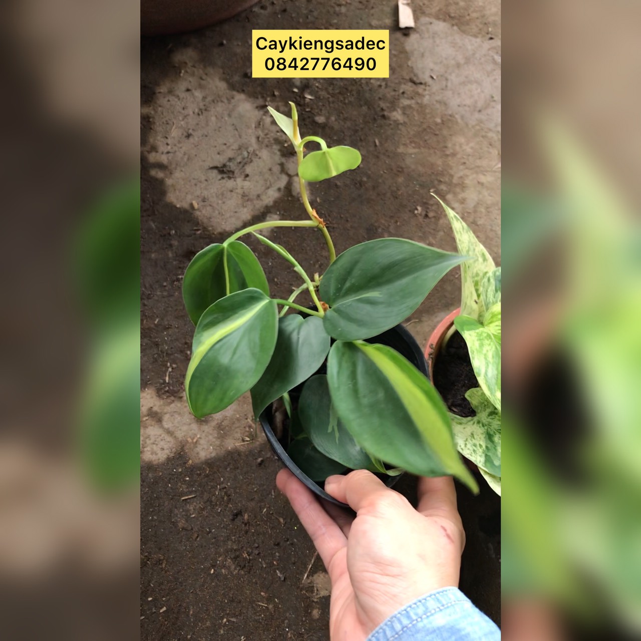 caykiengsadec combo 8 loại trầu bà