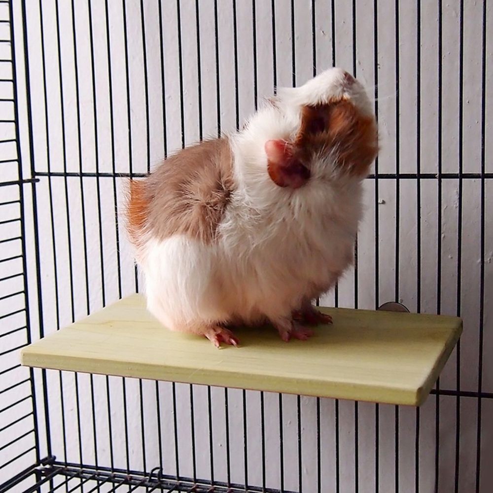 Curated visual reference: Picture Idea: Amazon Com Hamster Cages And Habitats