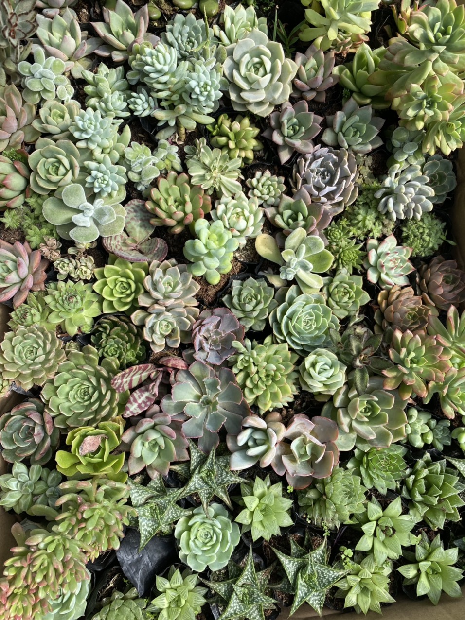 câu sen đá nha đam aloe bạch tuộc đỏ