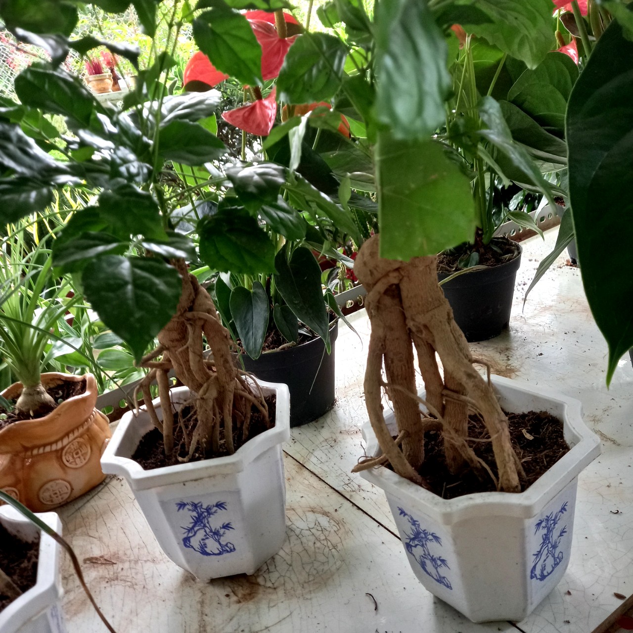 Cây Hạnh phúc Bonsai size to
