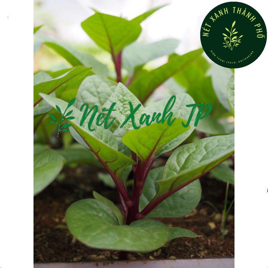 Hạt giống Mồng Tơi Đỏ (mồng tơi tím) - H2T FARM