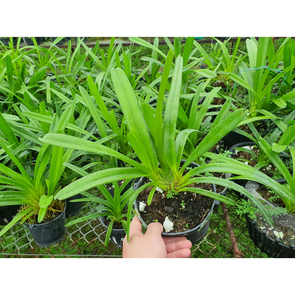 HOA LAN  Kiếm Phan Trí GIỐNG Năm 3