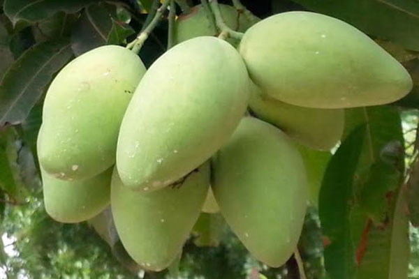 cây giống xoài cát hòa lộc