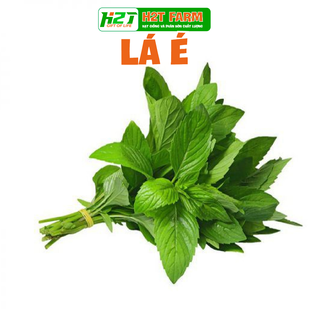 Hạt giống lá é (rau thơm sả) - H2T FARM