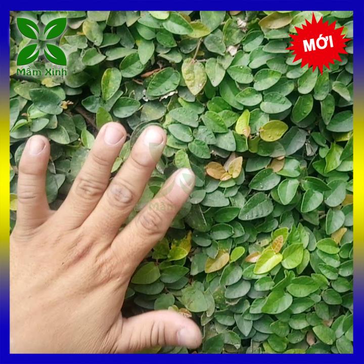Cây Thằn Lằn (Cây Vảy Ốc bám tường) Mầm Xinh