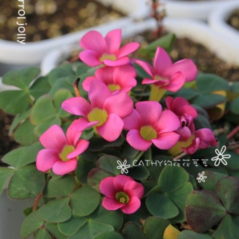 củ hoa oxalis dòng purpurea