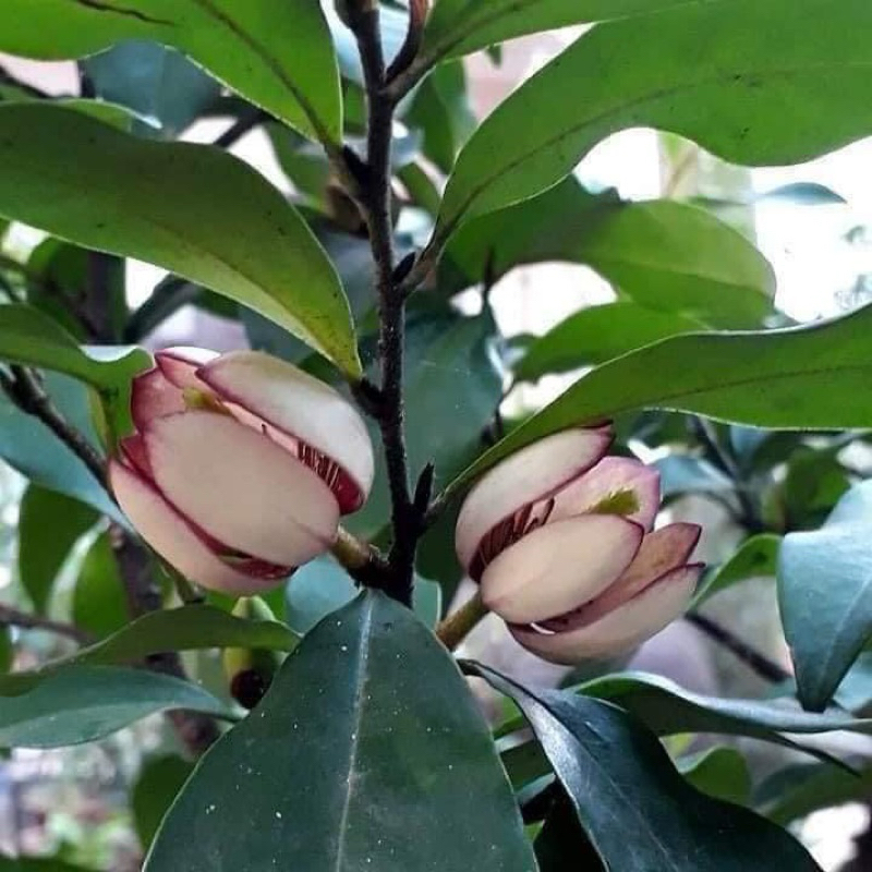 Cây lan tiêu bầu bát ( ảnh thật)