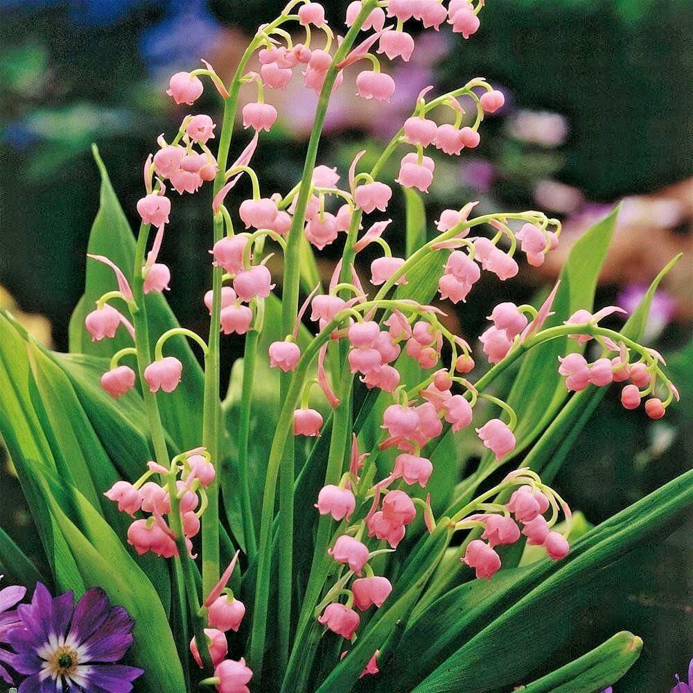 củ hoa linh lan(5 củ) - Giống Hoa Cảnh Nhập Khẩu