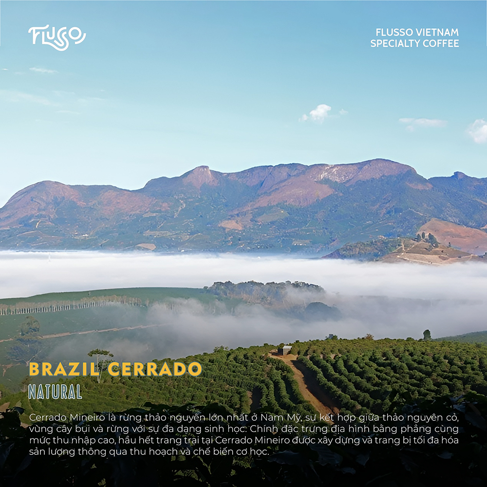 Cà phê Espresso Brazil Cerrado