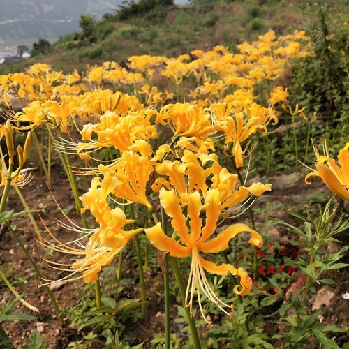 củ giống hoa bỉ ngạn vàng ngậm nụ