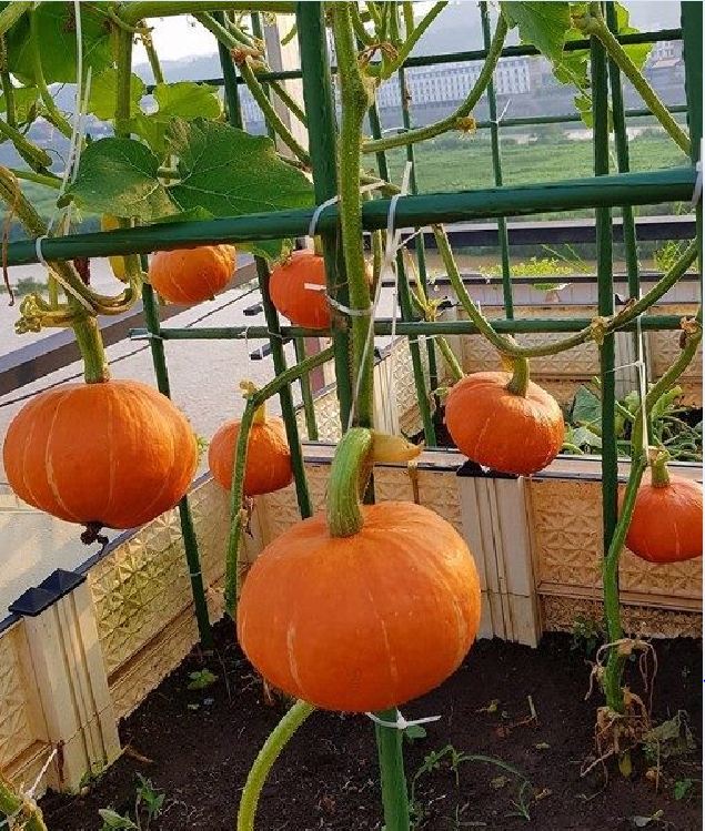 Hạt giống bí ngô mặt trời gói 10 hạt