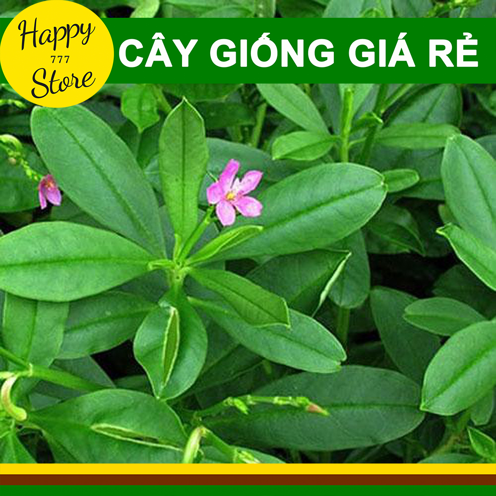 CÂY SÂM ĐẤT (THỔ SÂM, ĐỊA SÂM)