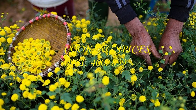 Trà Hoa Cúc vàng loại 1 ( Daisy Flower ) dùng pha trà
