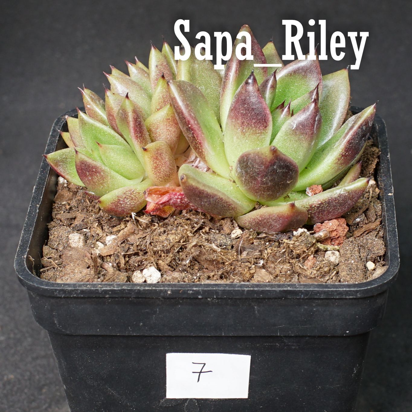 Sen đá Echeveria màu mè
