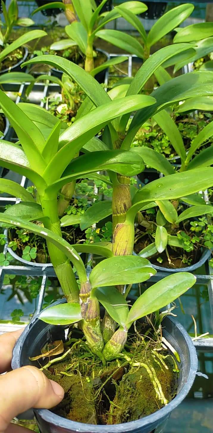 Hoa  lan  DENRO xích long CHẬU TRƯỞNG THÀNH