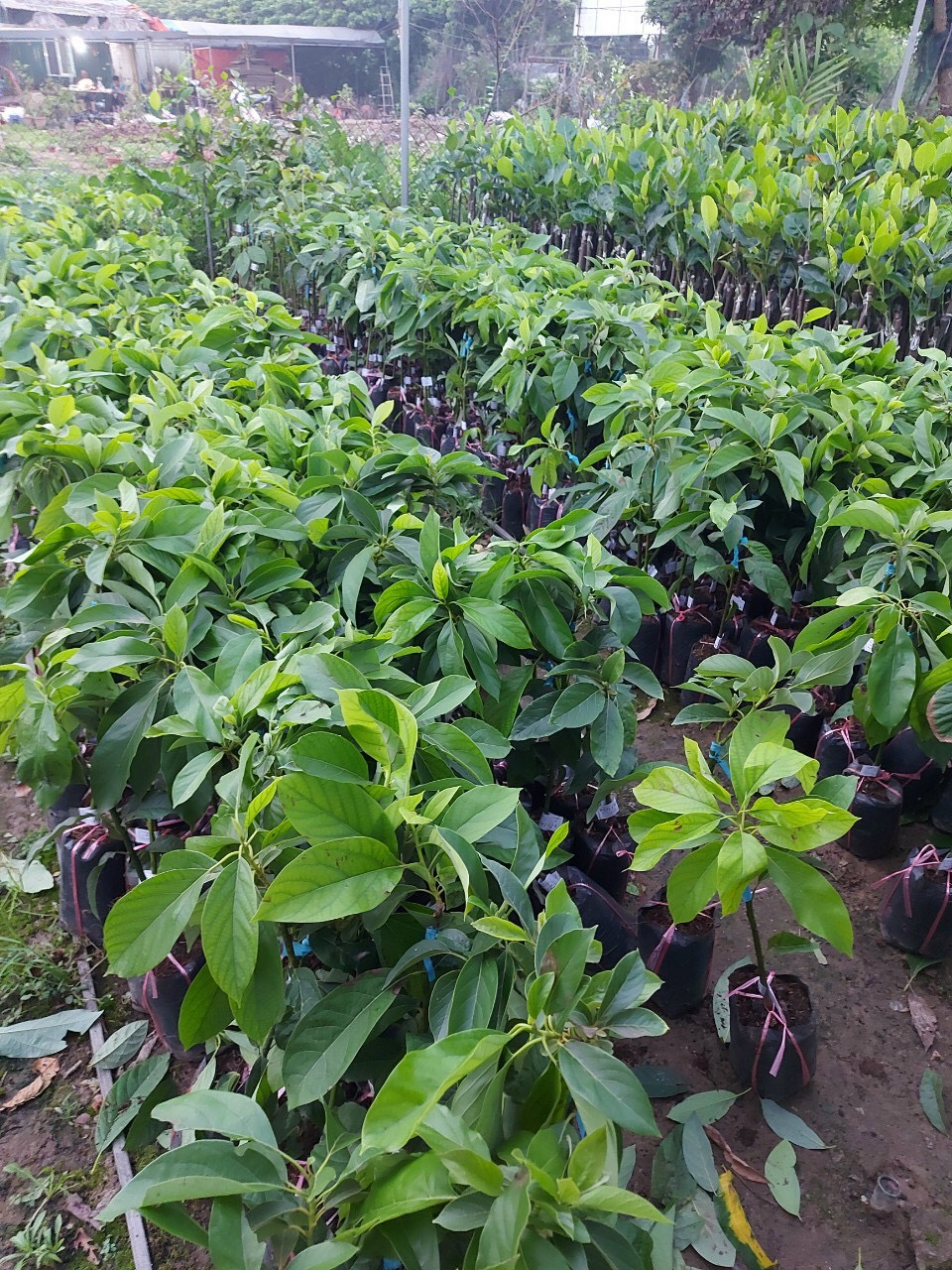 Cây bơ 034 giống cây kinh tế