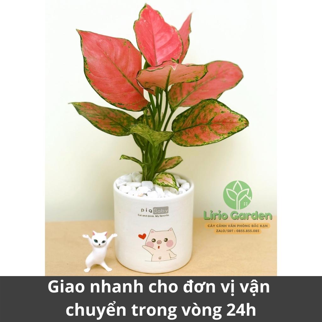 Cây hồng lộc , vạn lộc