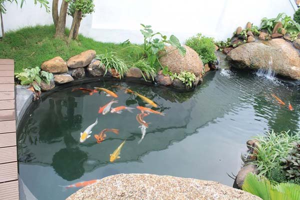 Men vi sinh Viethand Bio Koi siêu đậm đặc