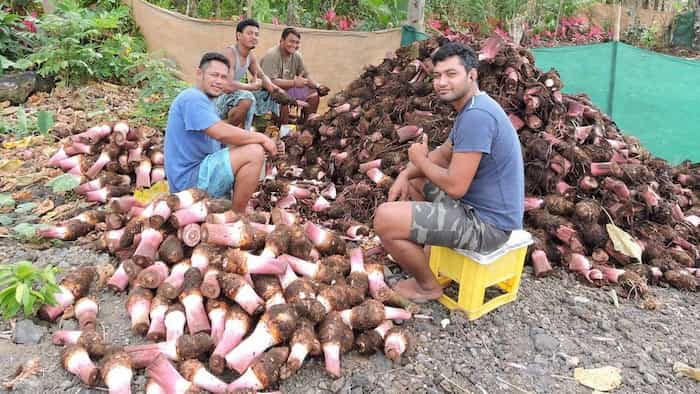 Cây giống khoai môn tím (khoai môn ngọt)