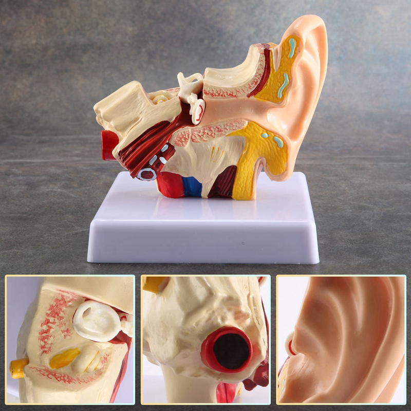 1.5X Human Ear Anatomy Model - Professional Desktop Inner Ear Structure Simulation Model for Education