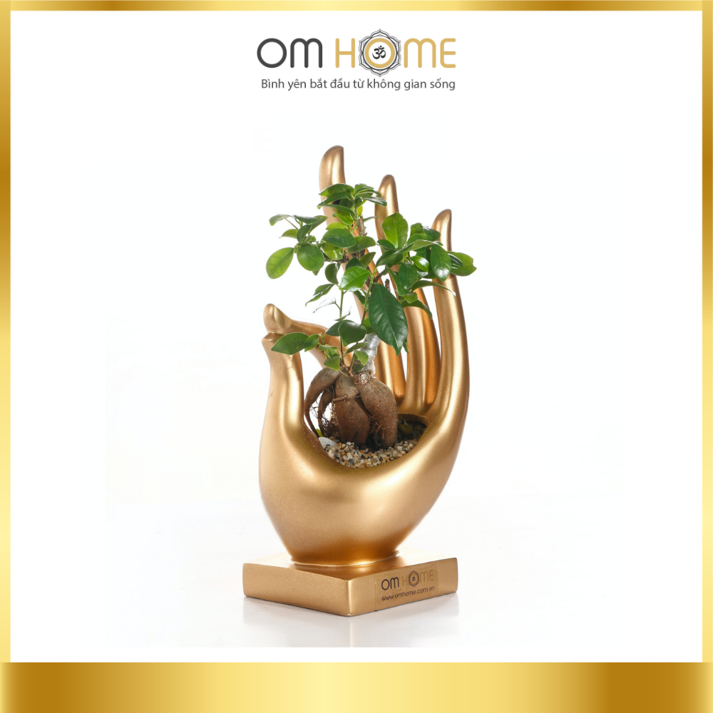 Ấn Vô Úy Có Cây Om Home (Trồng sẵn cây và chỉ giao nội thành Hồ Chí Minh)