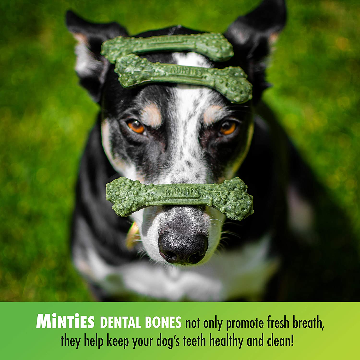 Minties VetIQ Dog Dental Bone Treats, Dental Chews for Medium