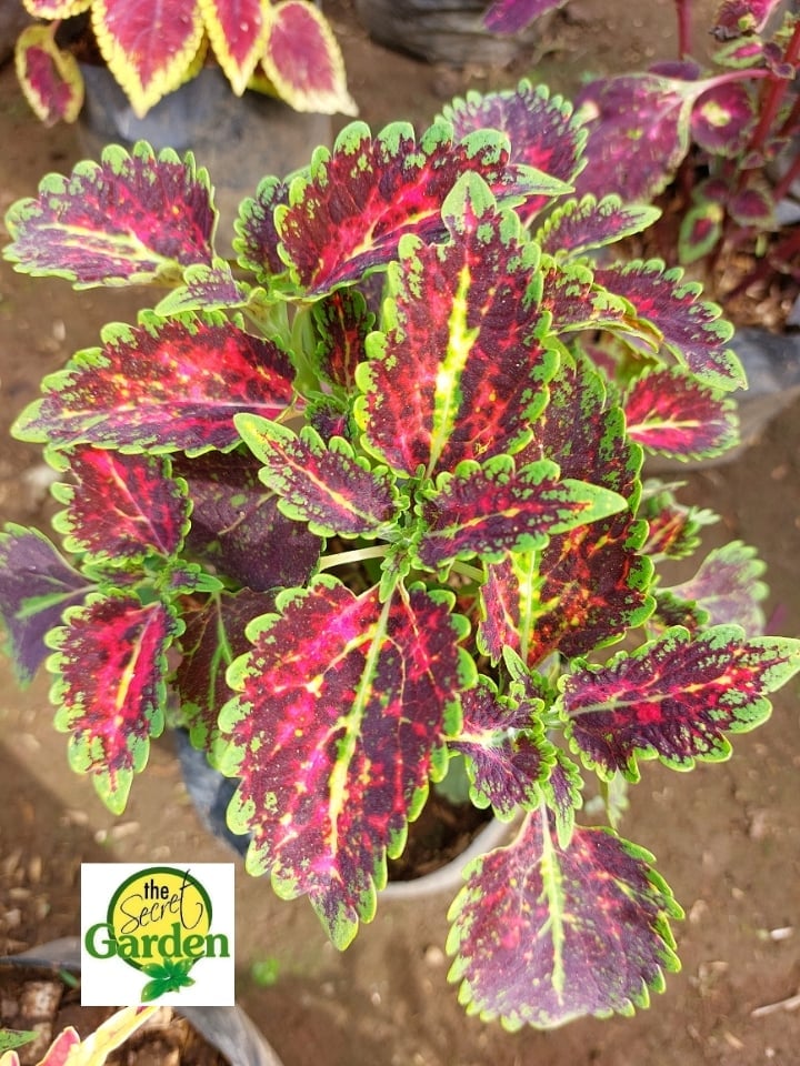 Mayana Coleus Heartbreaker (Rare Mayana) with FREE plastic pot, and