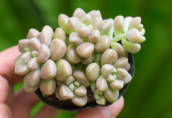 Sen bầu các loại (shop chọn mẫu và giao ngẫu nhiên)