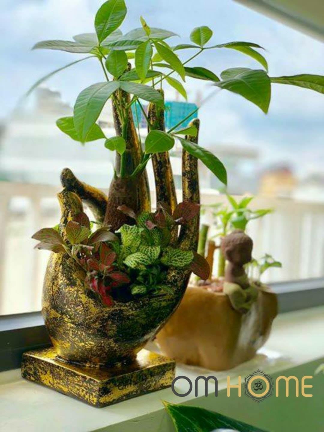 Ấn Vô Úy Có Cây Om Home (Trồng sẵn cây và chỉ giao nội thành Hồ Chí Minh)