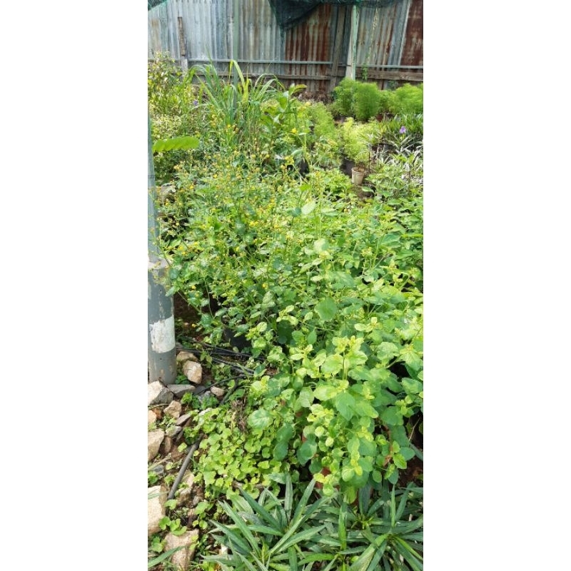 [MUA 2 TẶNG 1] 300 Hạt Giống rau cải trời