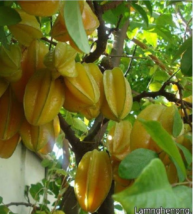 Hạt giống cây khế ngọt - Gói 5 hạt