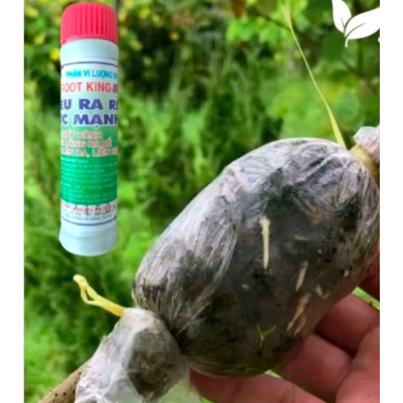 KÍCH RA RỄ ROOT KING SIÊU NHANH