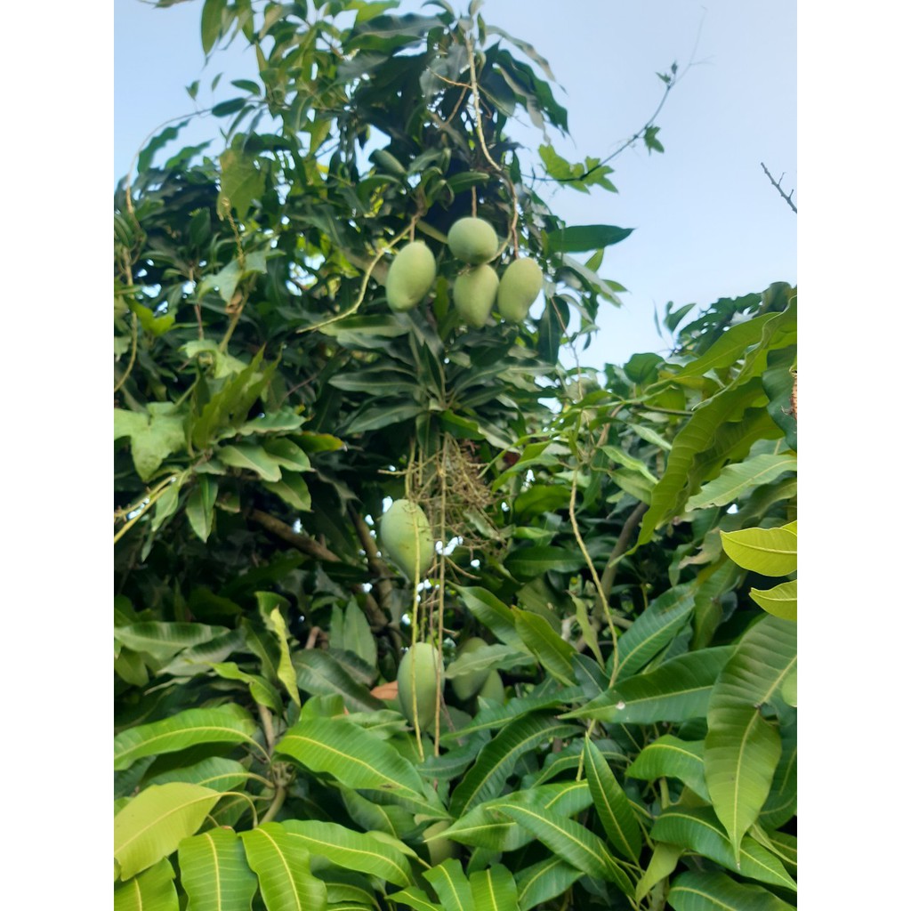 Cây giống Xoài cát Hòa Lộc