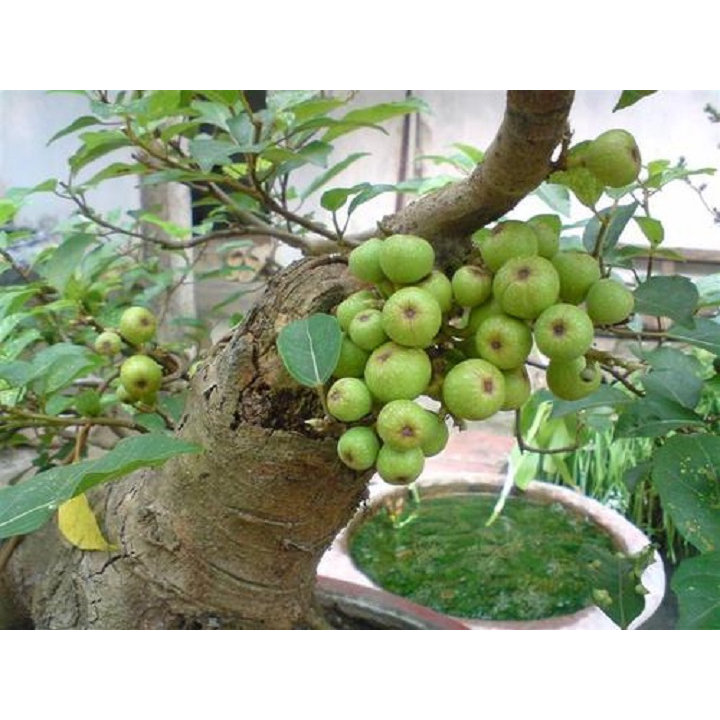 cây giống cây sung nếp dòng siêu quả