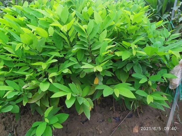 cây giống na dai