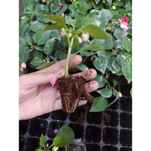 Cây giống Ngọc thảo xoắn kép