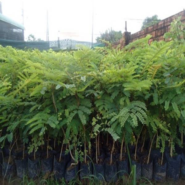 100gram hạt giống cây lim xẹt