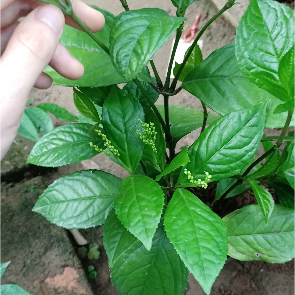 Cây hoa sói hoa thơm lừng để ướp trà - cây giống