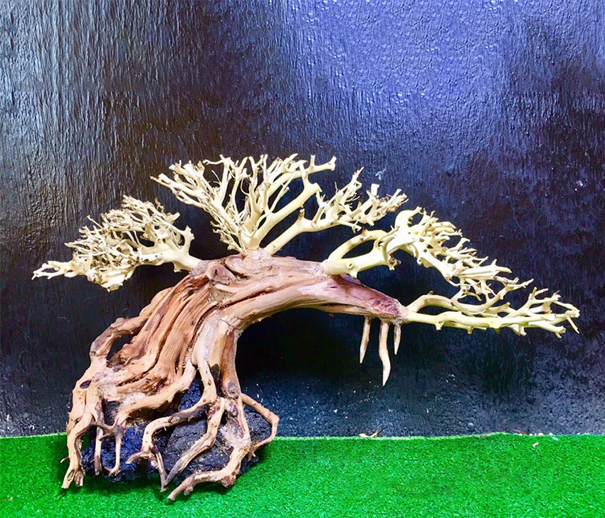 Lũa bonsai thủy sinh trang trí bể cá cây lũa hồ cá thủy sinh bonsai gỗ lũa thủy sinh